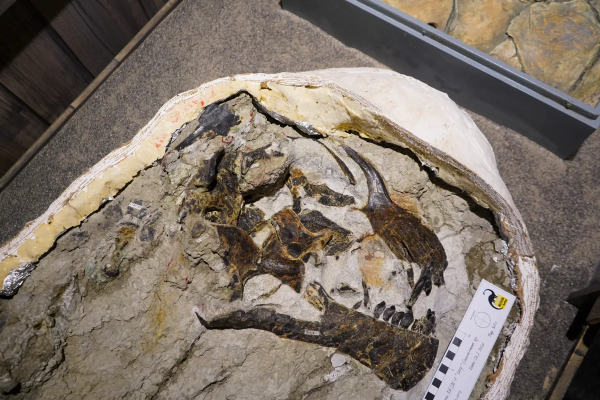 Man sieht den Schädel eines Dinosauriers in einem Gesteinsblock.